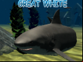Juego Great White