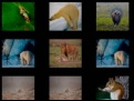 Juego Animal Memory